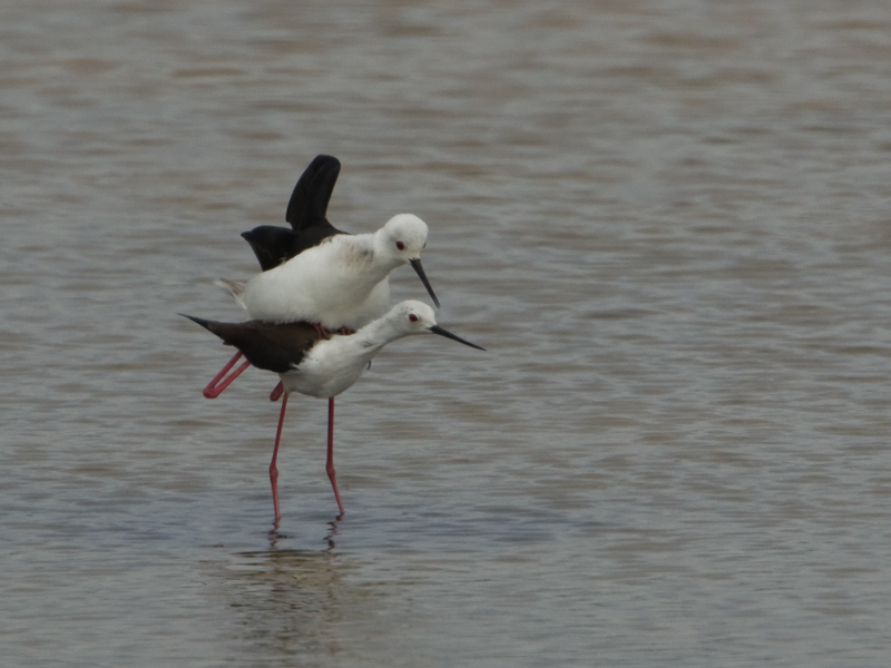 Himantopus himantopus Black-Winged Stilt Steltkluut